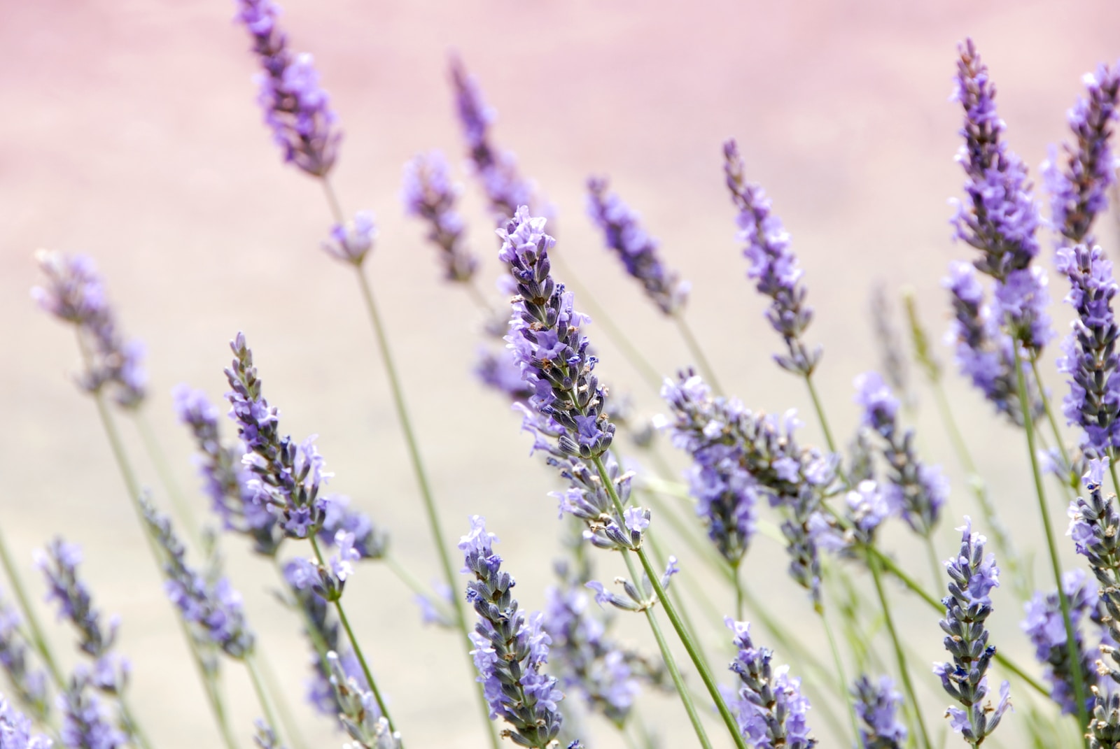 purple petaled flowers, lavender essential oils and their uses